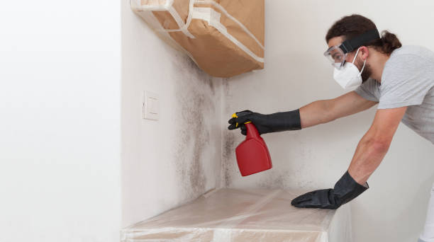 Professional Attic Mold Remediation technician working in Bridgewater, NJ