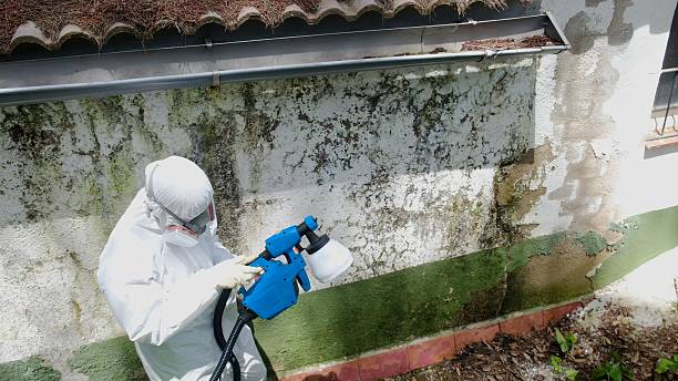 Top rated local Attic Mold Remediation specialists in Bridgewater, NJ